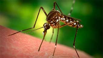 mosquito control captiva