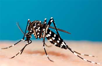 mosquito control englewood