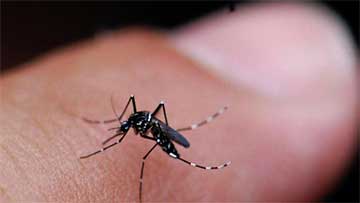mosquito control estero
