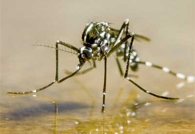 mosquito control sanibel