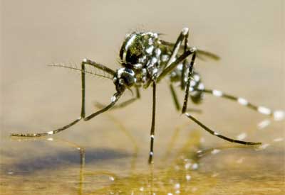 mosquito control marco island