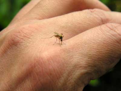 Zika Virus Mosquito Control
