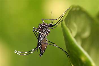 mosquito control ft myers beach